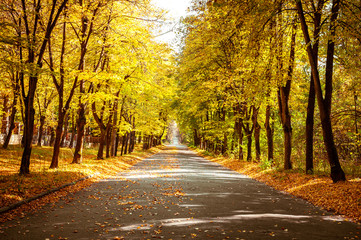 Obraz premium Sunny day in outdoor park with colorful autumn trees and pathway. Amazing bright colors of autumn nature landscape