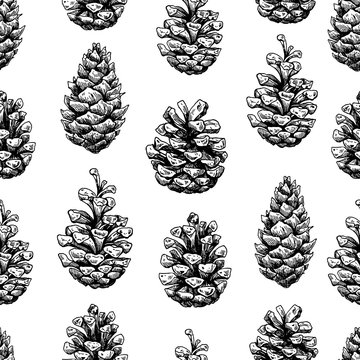 Pine cone  seamless pattern. Botanical hand drawn vector backgro