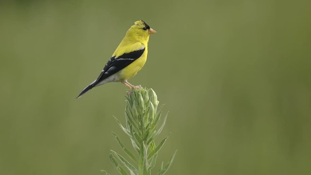 Close up of American goldfinch flying from plant