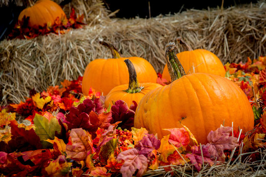 Bunch of large classic looking Thanksgiving orange pumpkins on haystack with some red autumn foliage