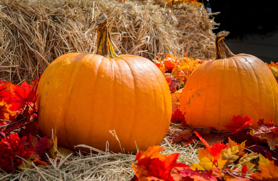 Two large classic looking Thanksgiving orange pumpkins on haystack with some red autumn foliage
