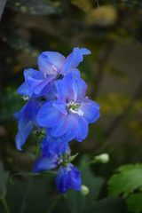 Blue Flowers