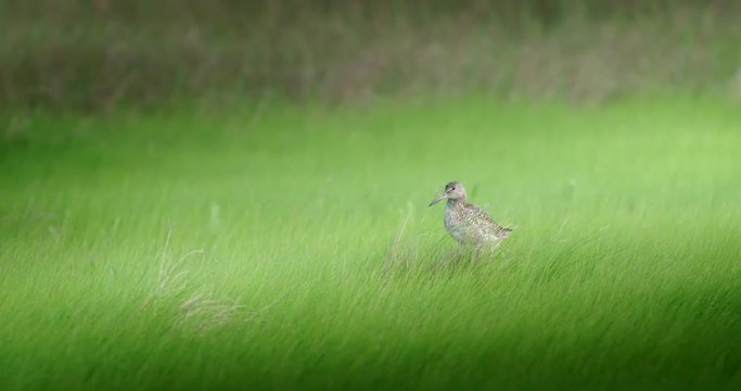 Close up of piper in grass