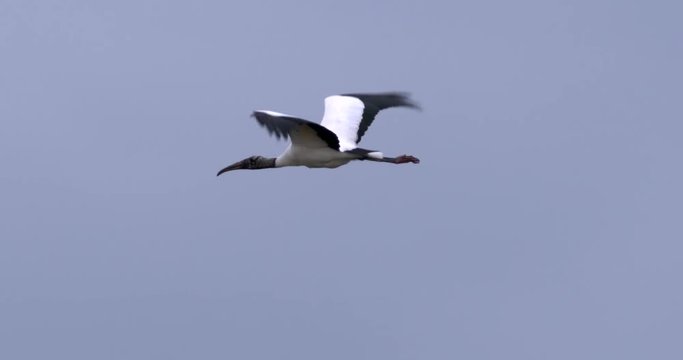 Slow motion of wood stork flying in sky