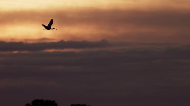 Slow motion of Ibis flying in sky during sunset