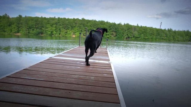 Slow motion of Black Labrador jumping in water to fetch stick