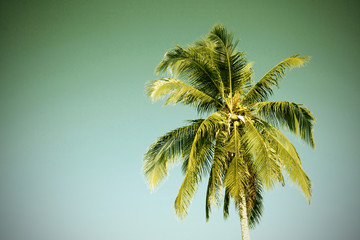 vintage palm background