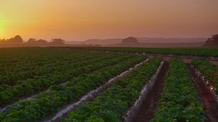 Wide pan of strawberry farm during sunset