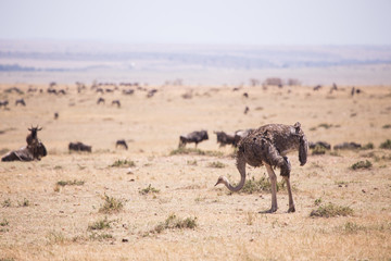 Fototapeta na wymiar ostriches in Masai Mara Kenya, Africa