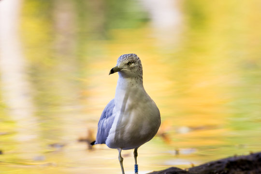 Common seagull, perched in front of a pond that is gleaming the colors of autumn gold.