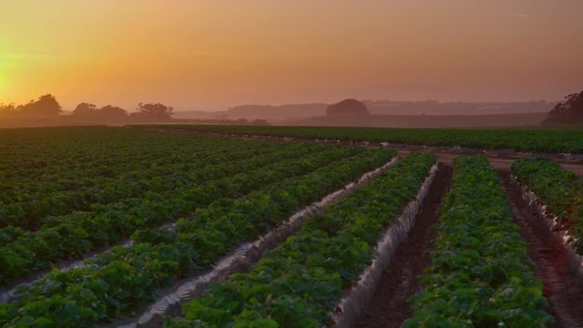 Wide pan of strawberry farm during sunset
