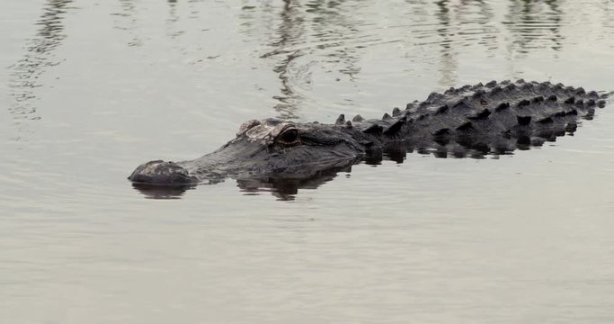 Close up of alligator swimming in water