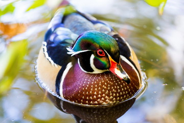 Wood duck male or Carolina duck is a species of perching duck found in North America. It is one of...