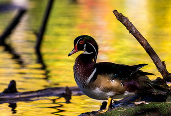 Wood duck male or Carolina duck is a species of perching duck found in North America. It is one of the most colorful North American waterfowl. Swimming in a lake ablaze with the colors of fall.