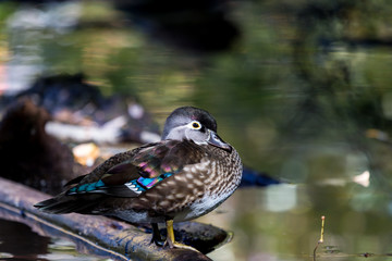 Fototapeta premium Wood duck female or Carolina duck is a species of perching duck found in North America. It is one of the most colorful North American waterfowl. Swimming in a lake ablaze with the colors of fall.
