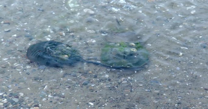 Tracking shot of horseshoe crabs in water