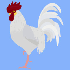 white rooster vector illustration in Color