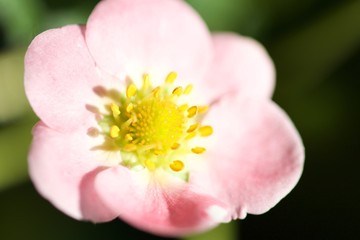 Strawberry flower
