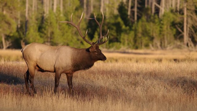 Tracking shot of bull elk walking in meadow