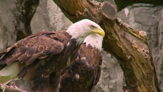 Close up of bald eagles perching on branch