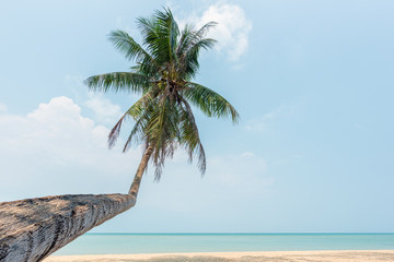 Obraz premium Beautiful tropical beach and coconut tree