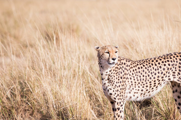 Cheetah in Masai Mara in Kenya, Africa