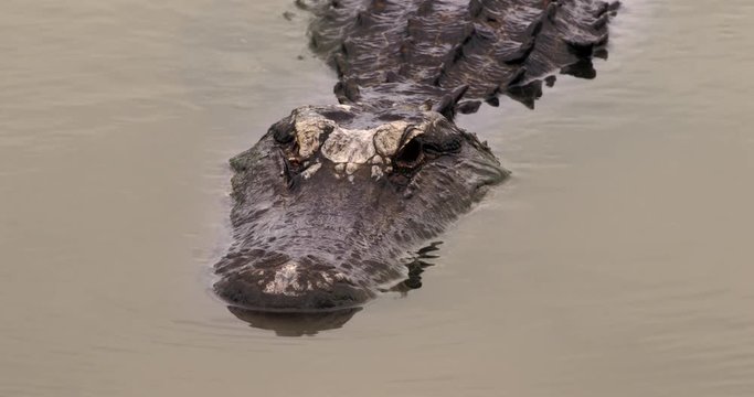Close up of alligator swimming in the water