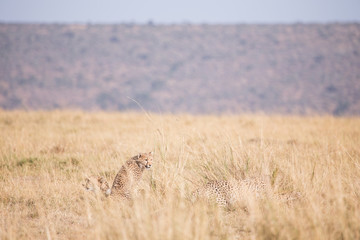 Obraz na płótnie Canvas Cheetah in Masai Mara in Kenya, Africa