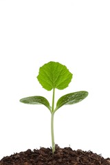 Growing sprout
