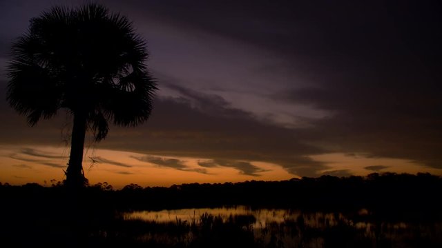 Wide shot of silhouetted tree in Everglades National Park