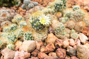 Thermal plants cactus plant group growth in the desert.Use for background.