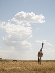 Naklejka na ściany i meble Giraffe in Masai Mara park in Kenya Africa