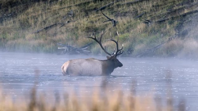 Tracking shot of bull elk walking in river