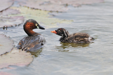A family of Little Grebes 