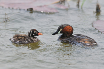 A family of Little Grebes 