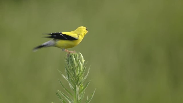 Close up of American goldfinch perching on plant