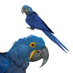 Beautiful hyacinth macaw isolated on white background