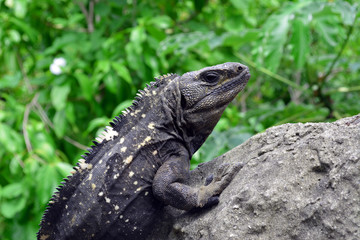 Iguana Closeup/Close up of Iguana Head
