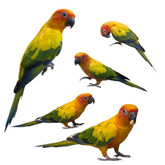 Set of sun conure isolated on white background