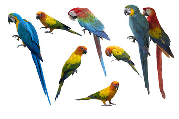 Set of beautiful macaw birds and sun conure, Beautiful macaw , birds macaw and sun conure isolated on white background
