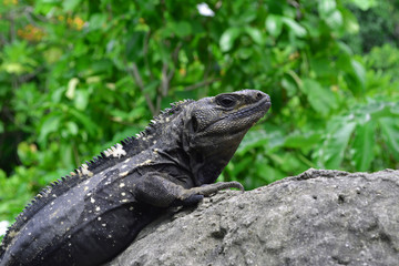 Fototapeta premium Iguana Face/Close up of Wild black Iguana