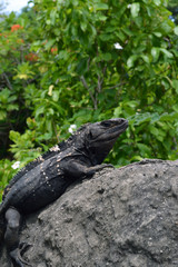 Iguana Vertical/Wild Black Iguana sitting on a rock.