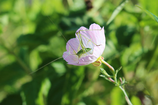 昼咲月見草の花の中のキリギリスの幼虫