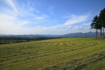 Fototapeta premium 収穫後の牧草地と防風林