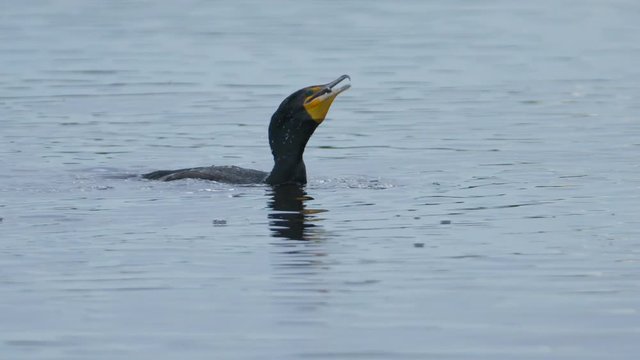 Slow motion of cormorant bird eating fish in water