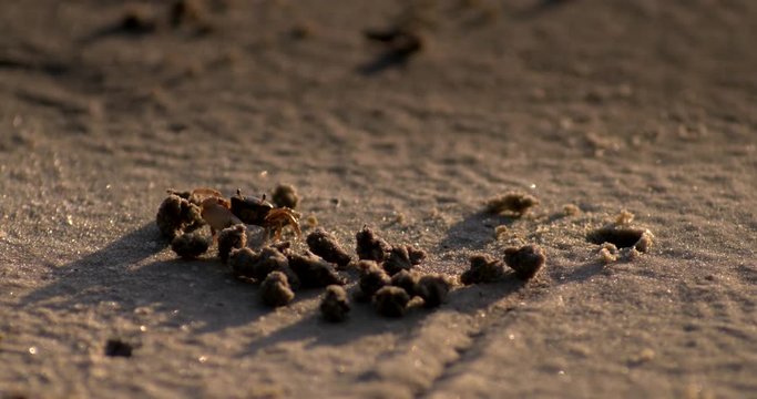 Close up of fiddler crab moving on sand