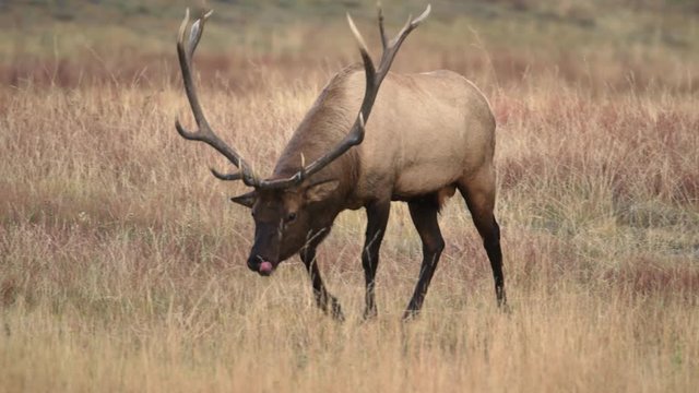 Slow motion of bull elk walking in field at Yellowstone National Park