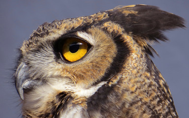 Great Horned Owl