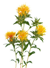 Yellow Safflower isolated on white background