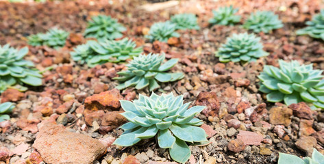 Rectangular arrangement of succulents; cactus succulents in a planter